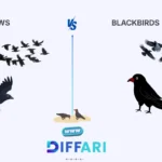 difference between crows and blackbirds