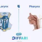 difference between larynx and pharynx