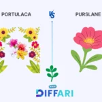 difference between portulaca and purslane