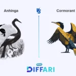 difference between anhinga and cormorant